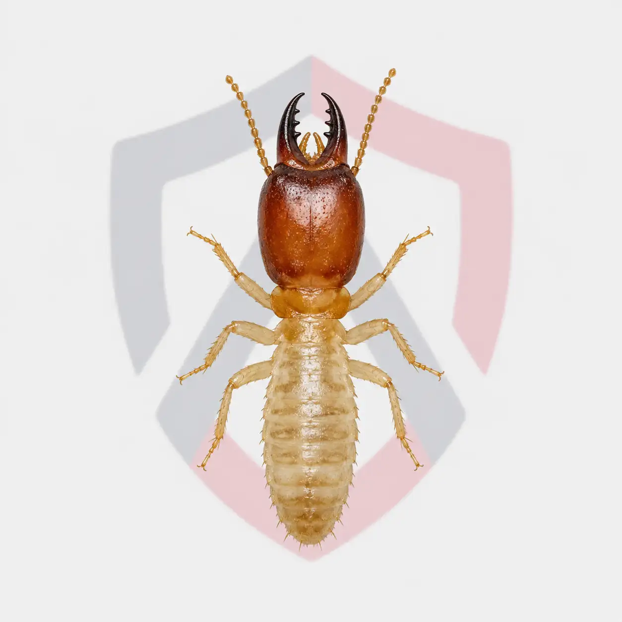 Drywood Termites