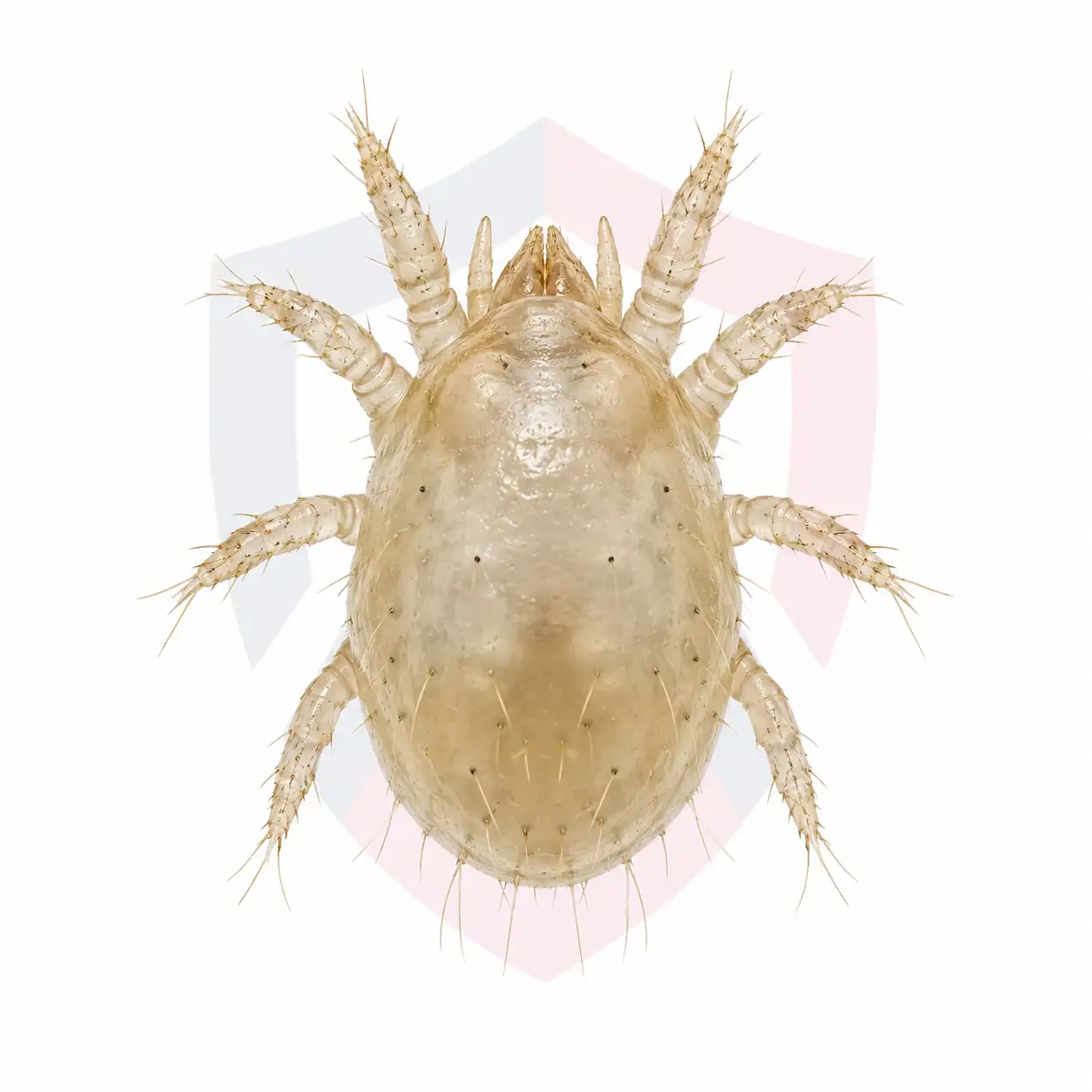 Dust Mites