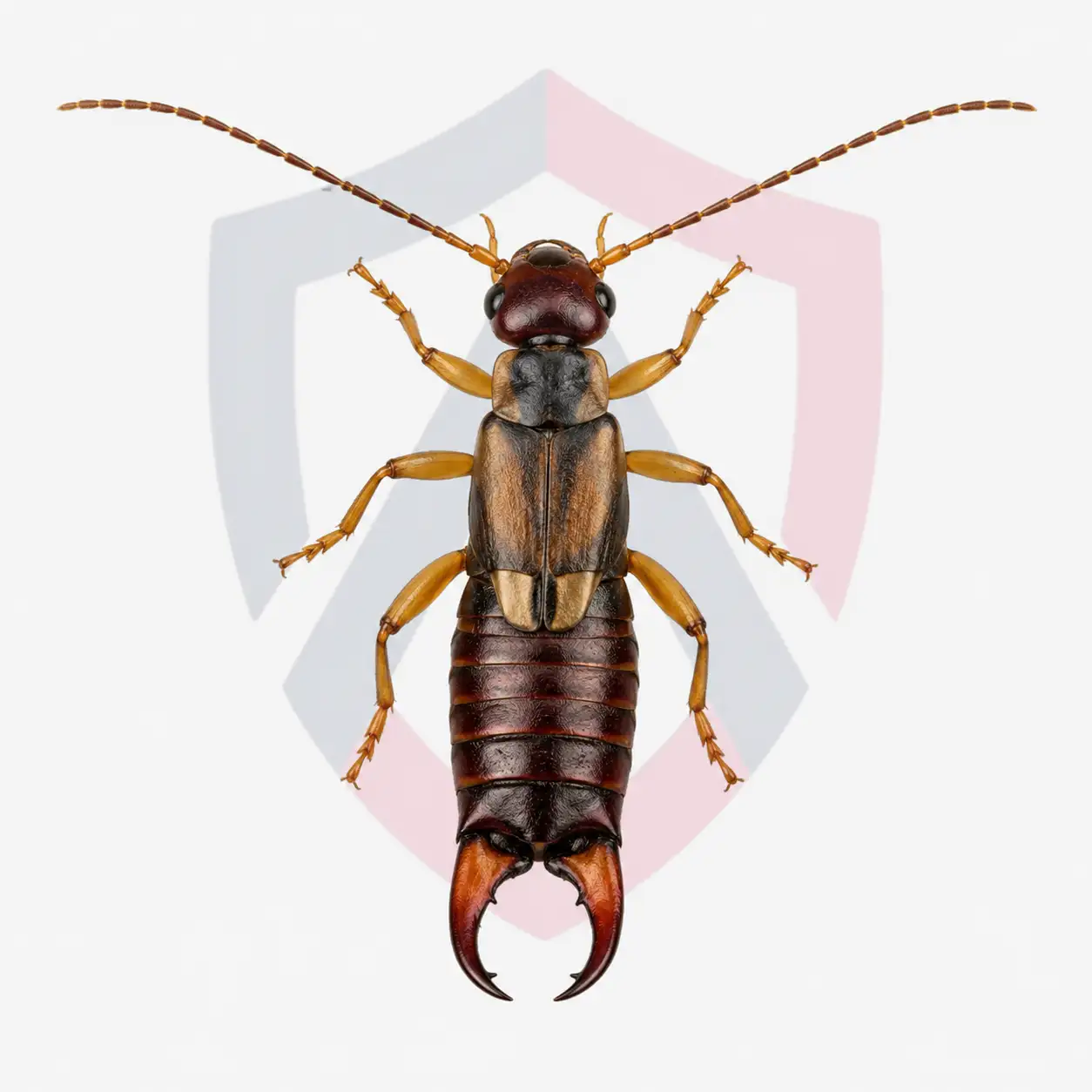Earwigs
