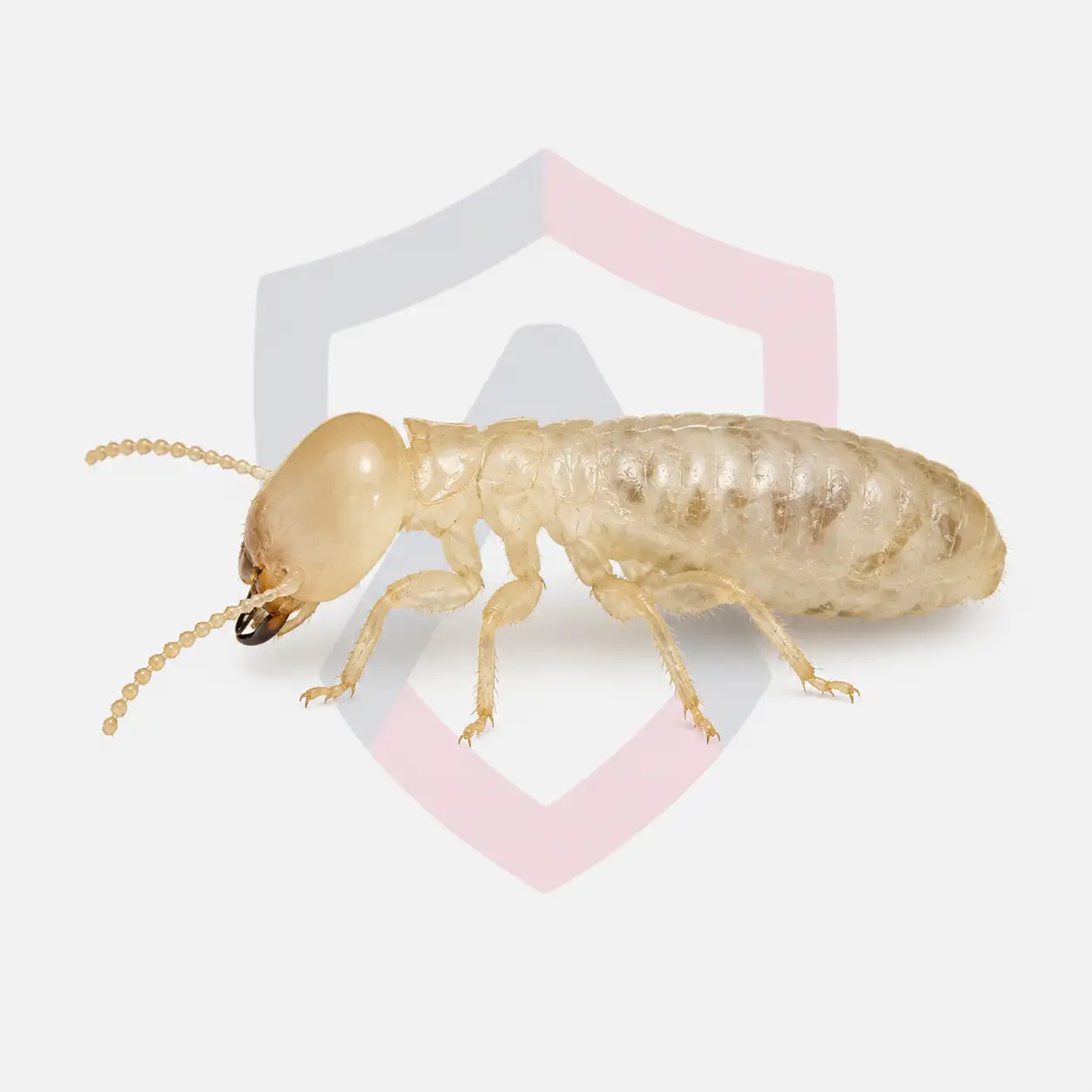 Eastern Subterranean Termites