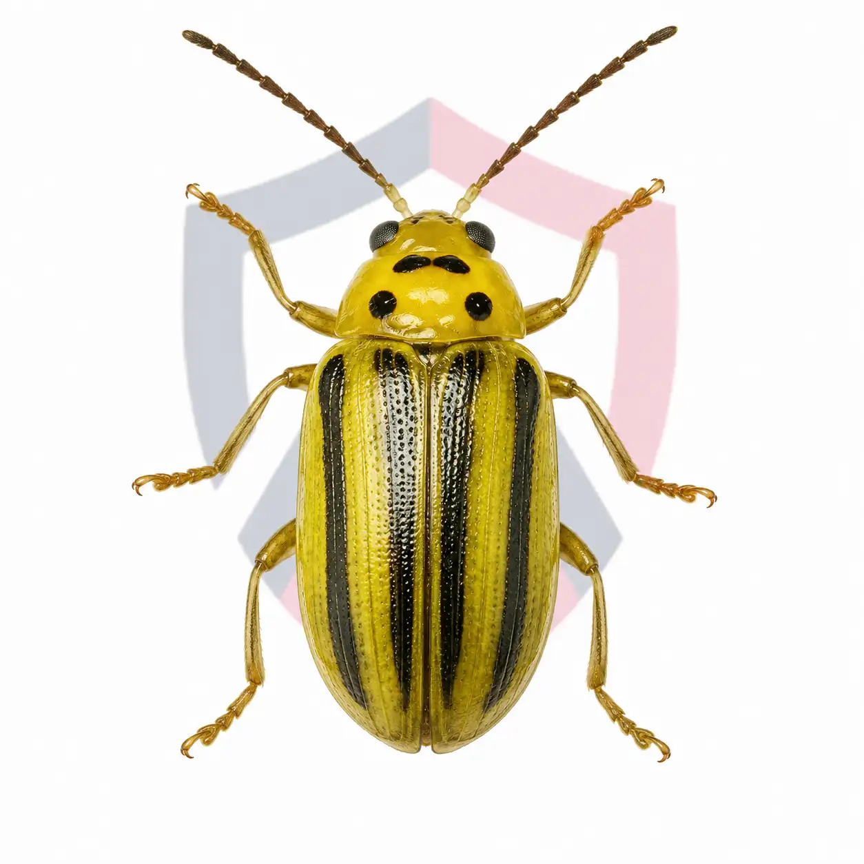 Elm Leaf Beetles