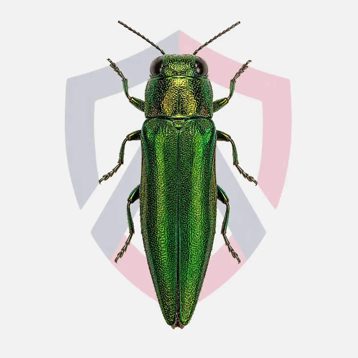 Emerald Ash Borers