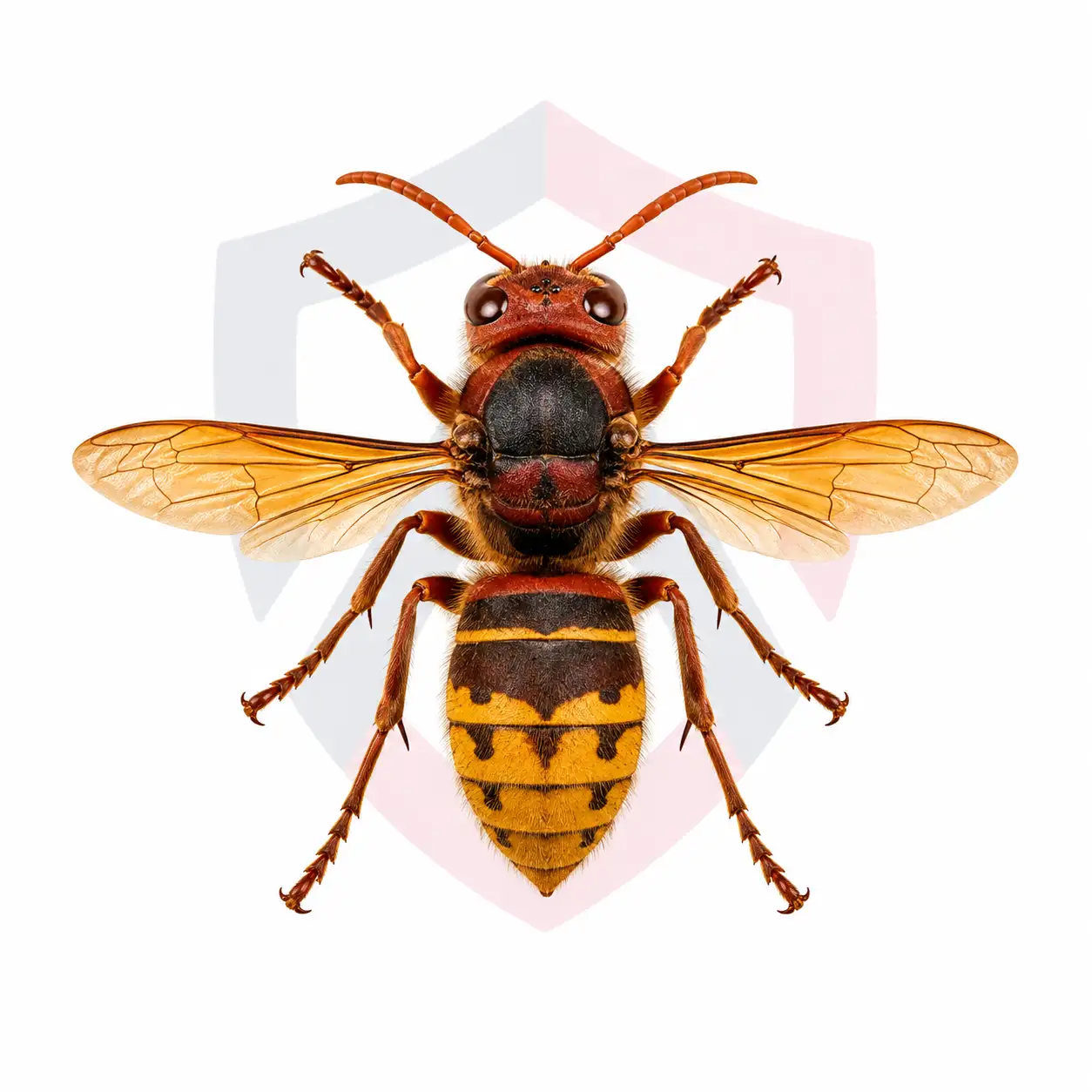 European Hornets