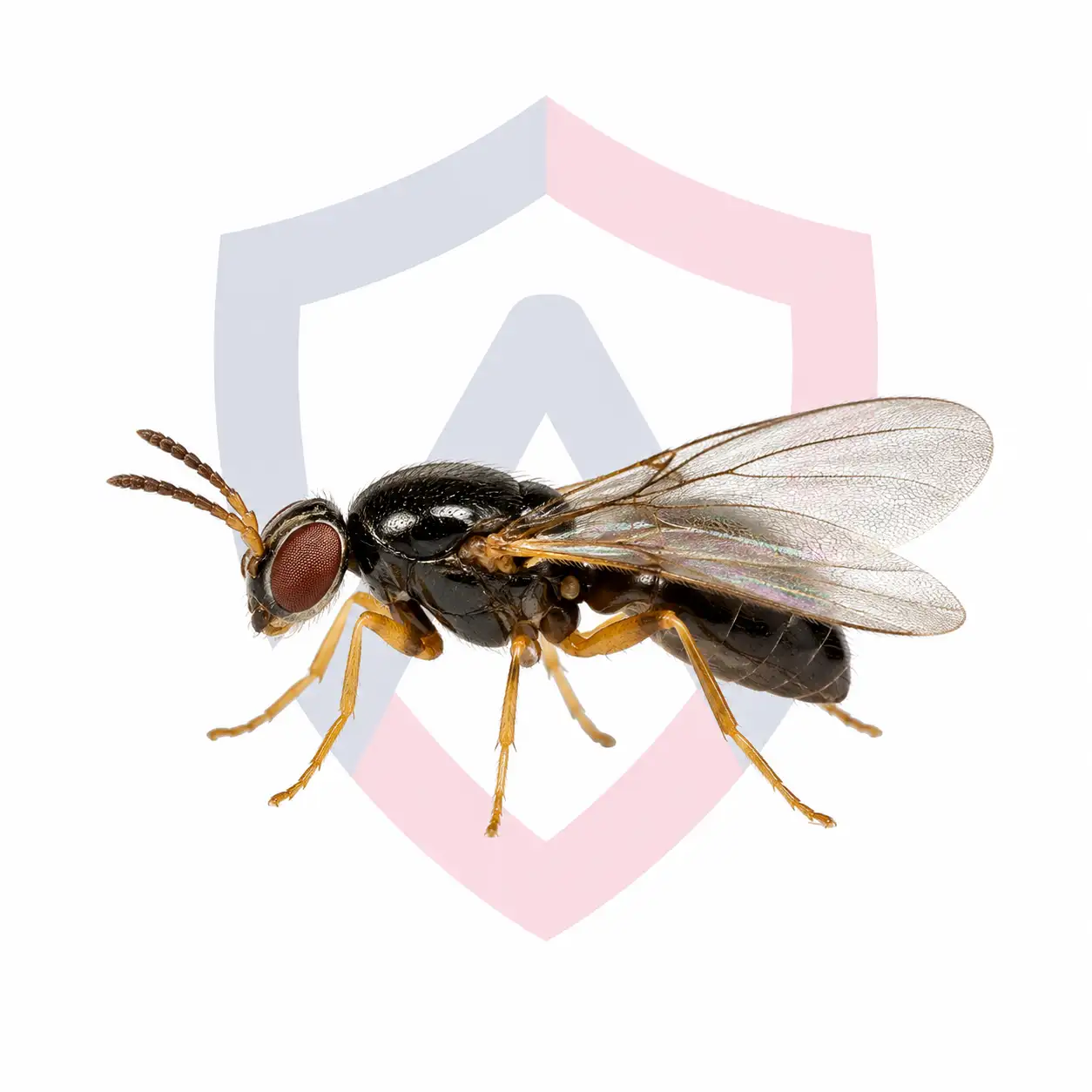 Eye Gnats
