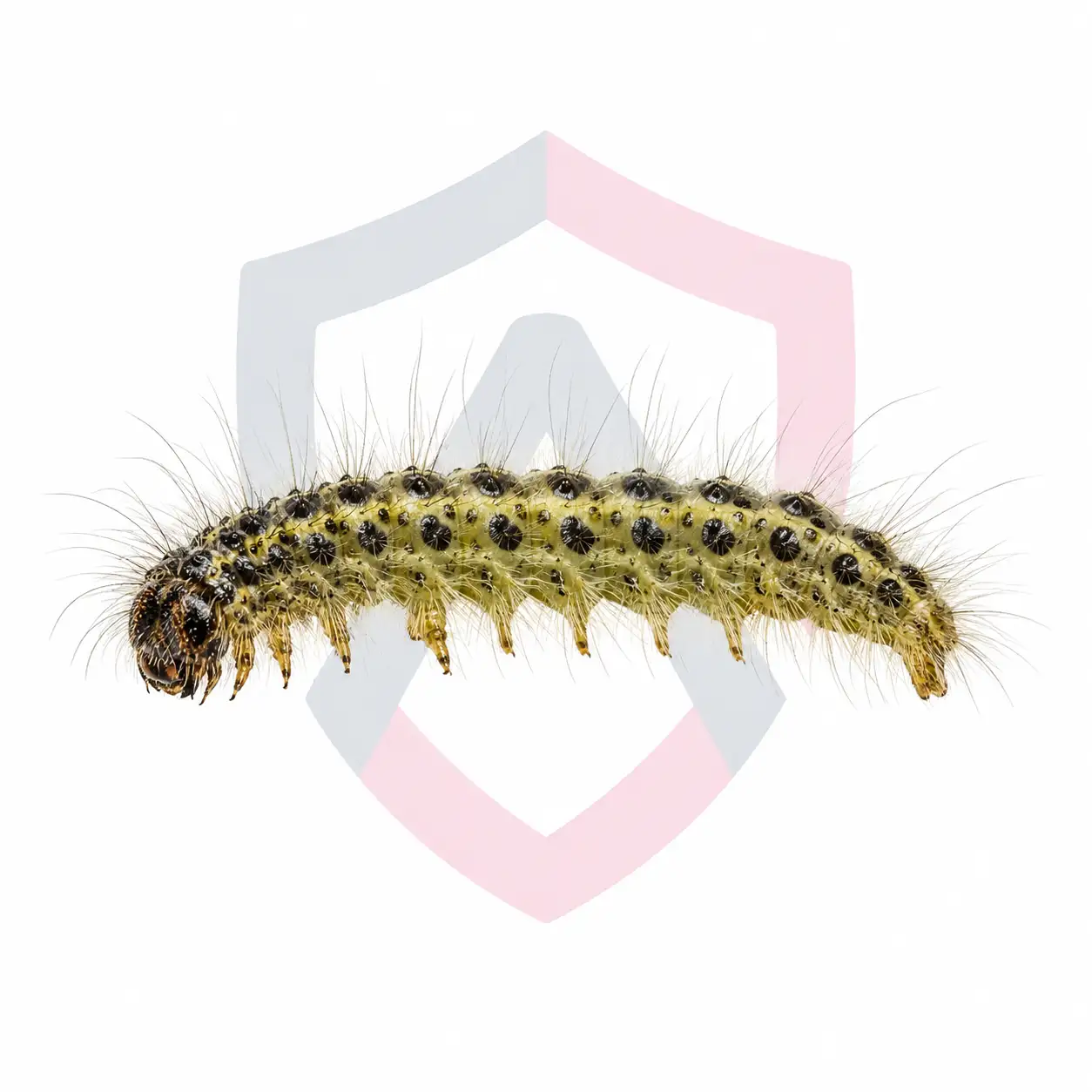 Fall Webworms