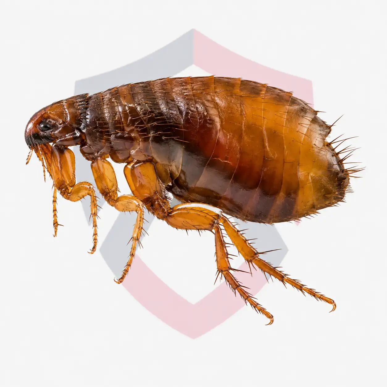 Fleas
