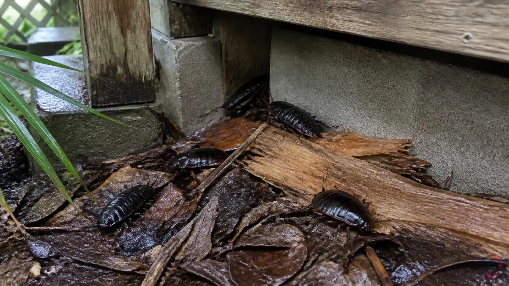 Florida Woods Cockroaches activity in kitchens, bathrooms, utility rooms, drains, wall voids, storage areas, and warm appliance spaces in Minnesota