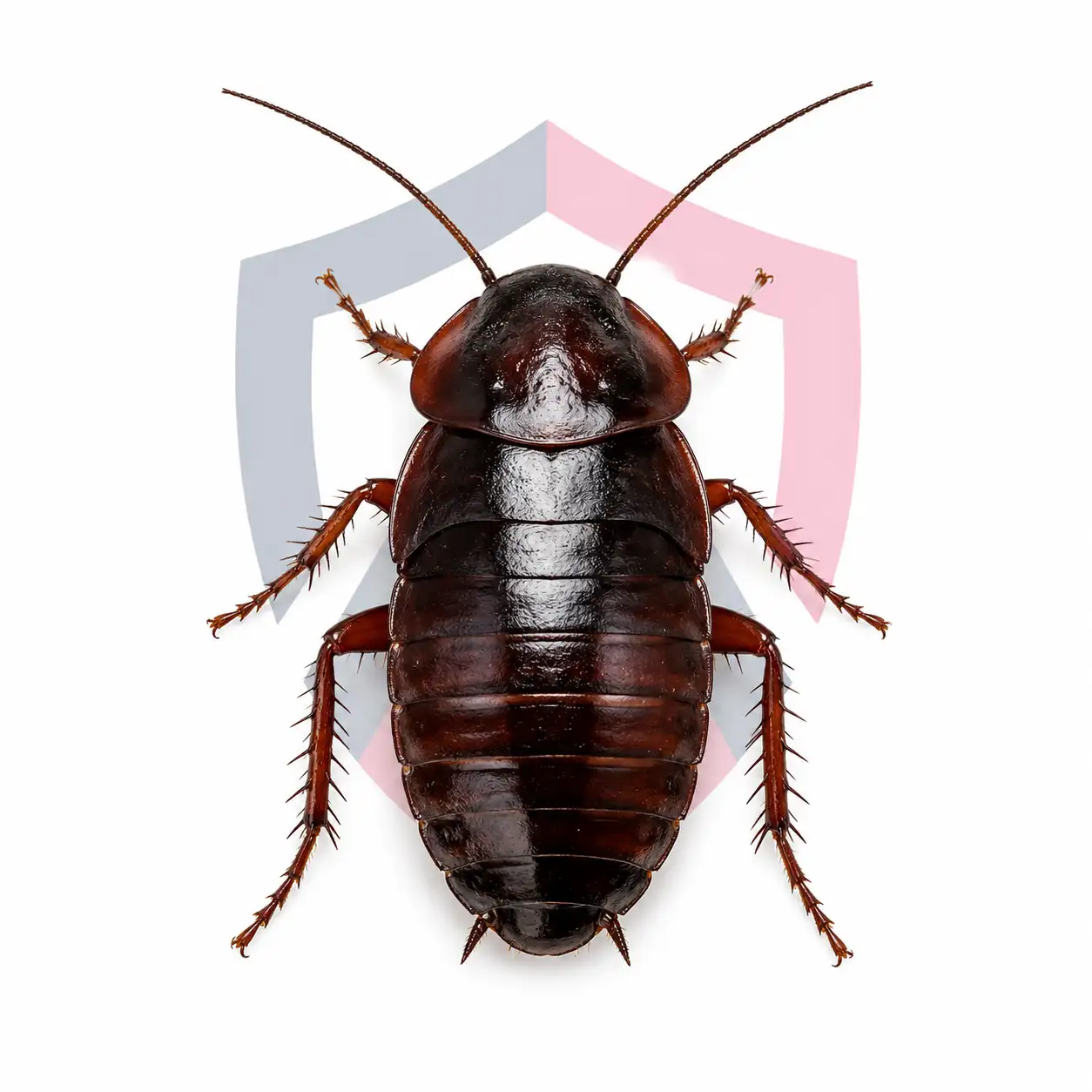 Florida Woods Cockroaches