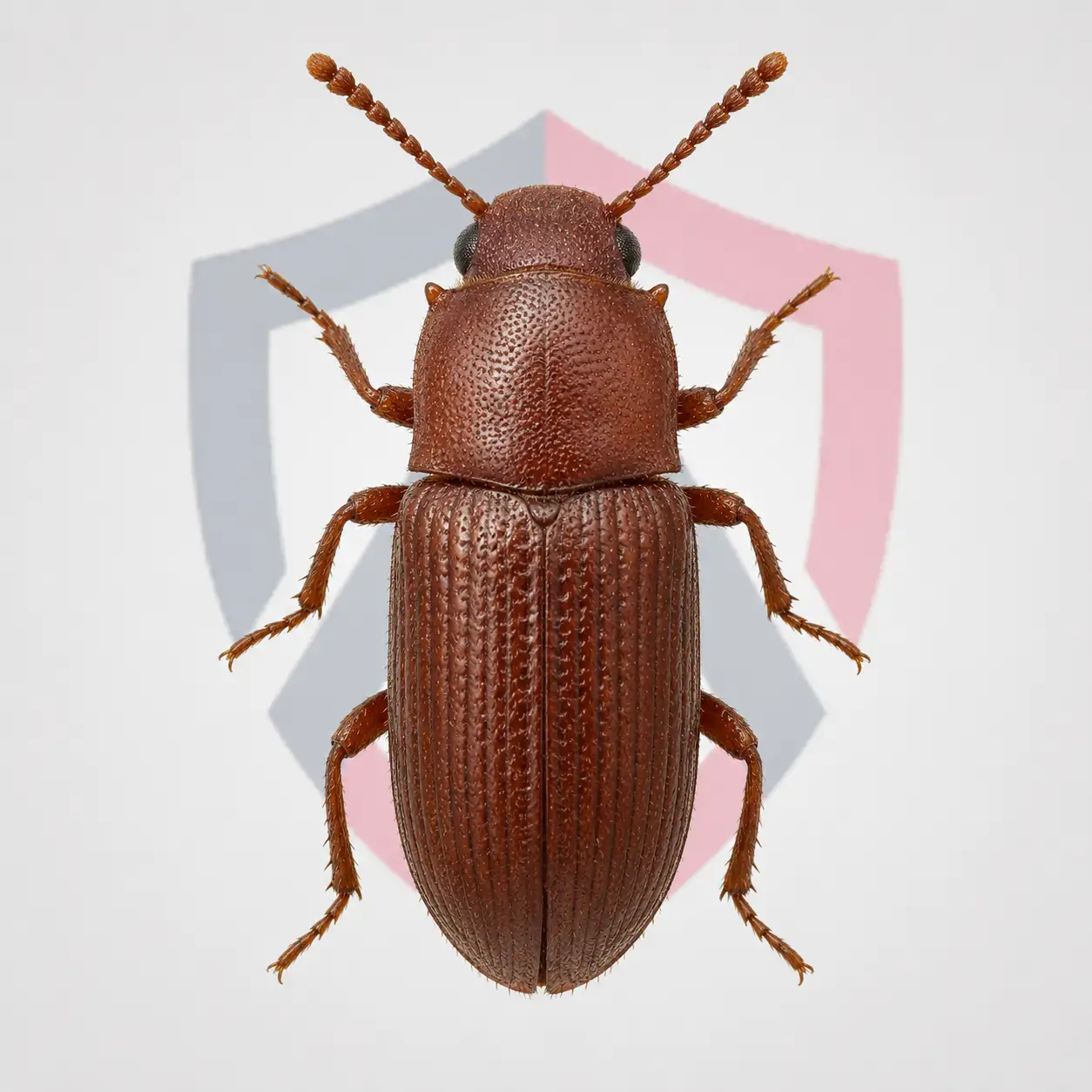 Foreign Grain Beetles