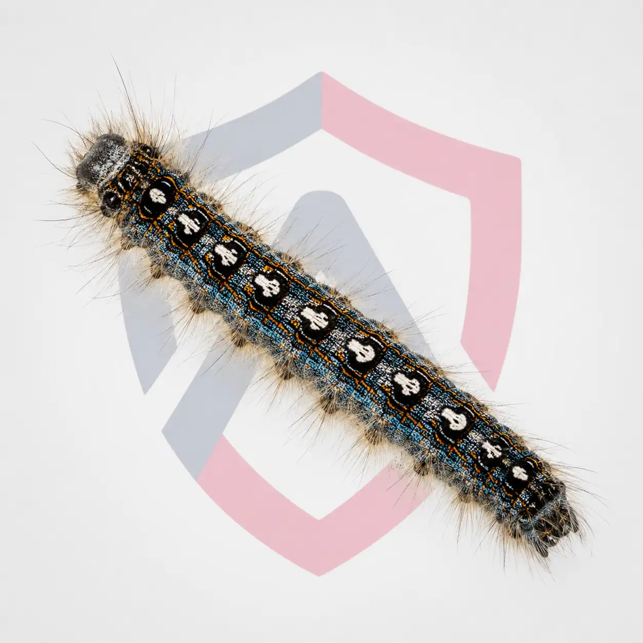 Forest Tent Caterpillars