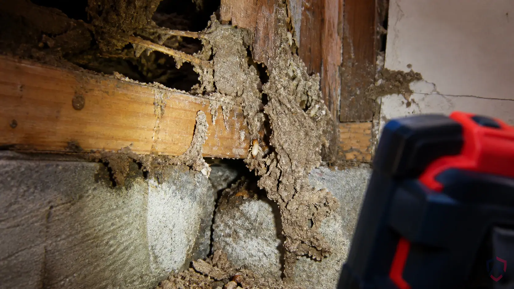 Formosan Subterranean Termites activity in wood trim, sill plates, crawl spaces, basements, deck connections, window frames, and damp framing in Minnesota