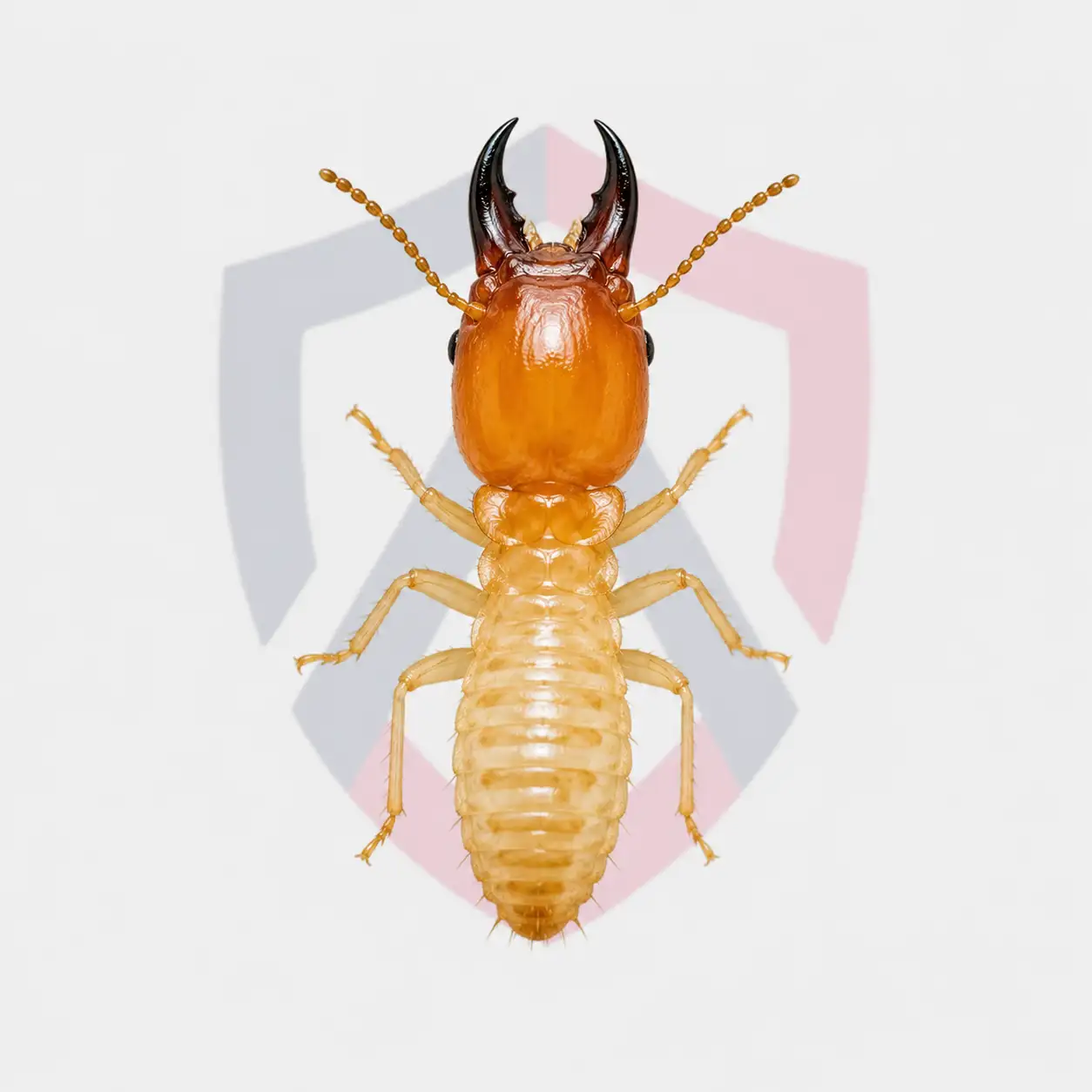Formosan Subterranean Termites