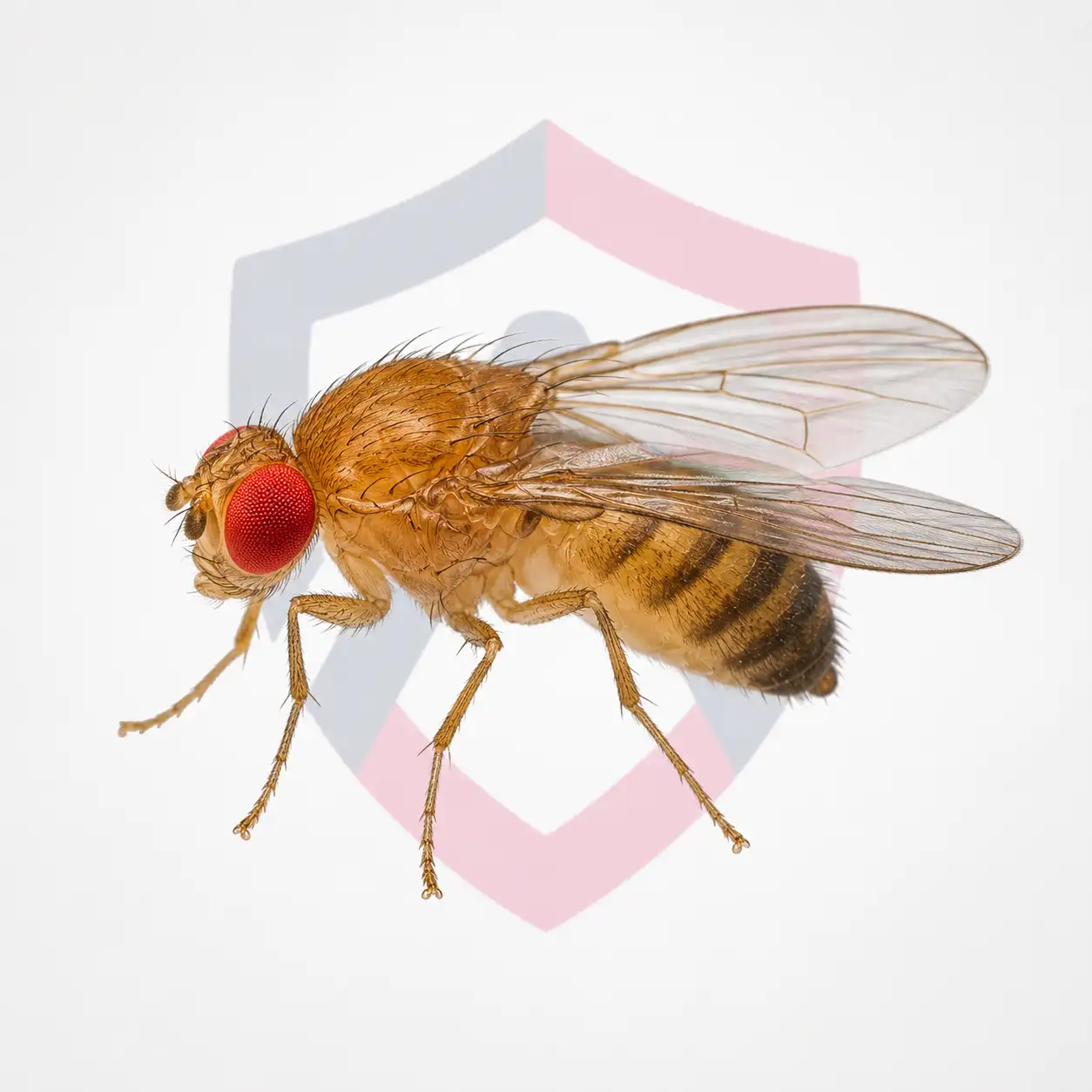 Fruit Flies
