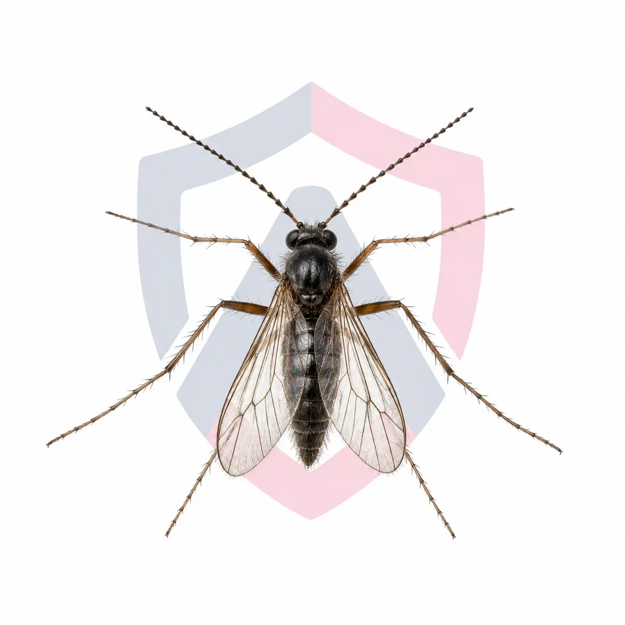 Fungus Gnats
