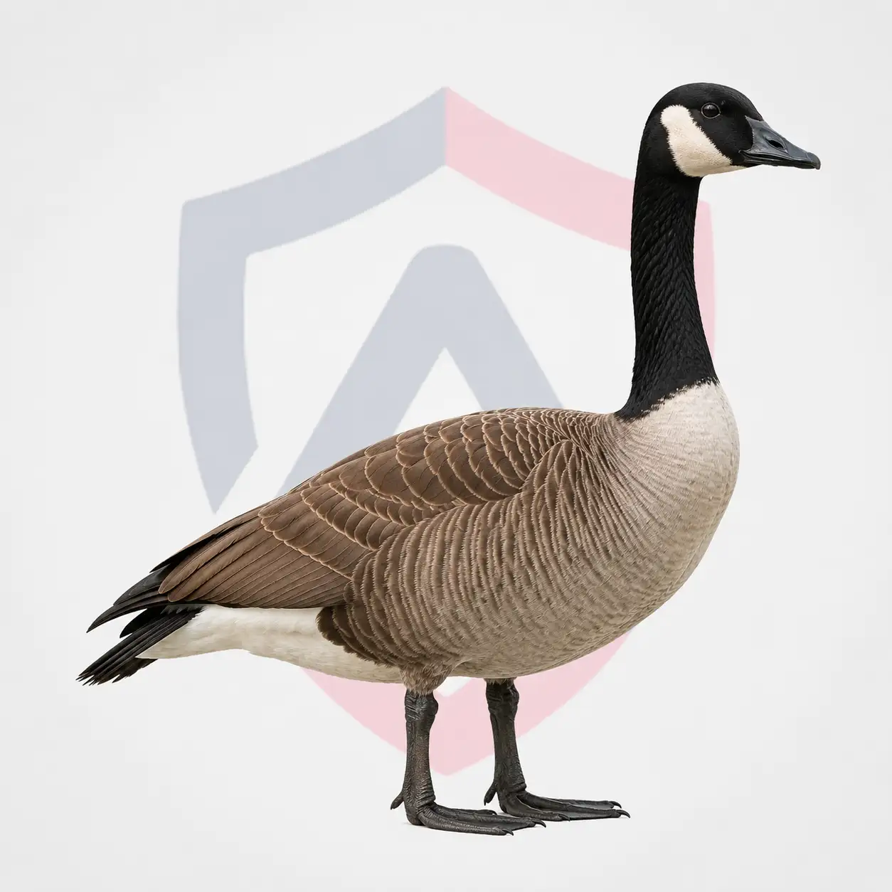 Geese