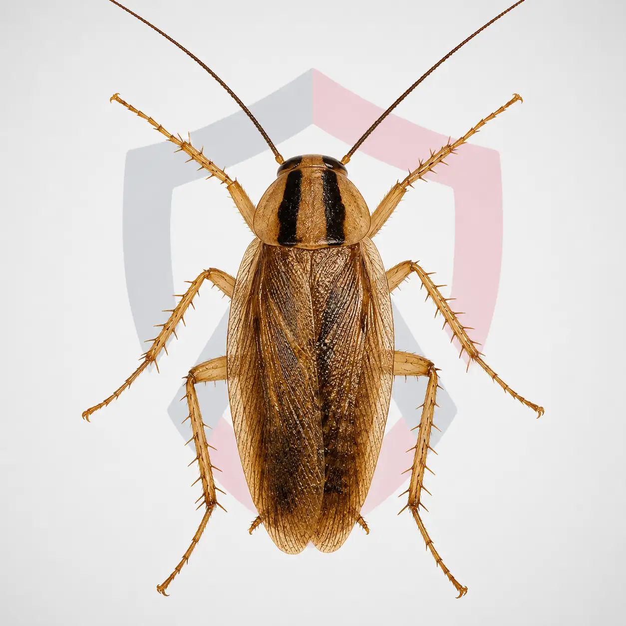 German Cockroach