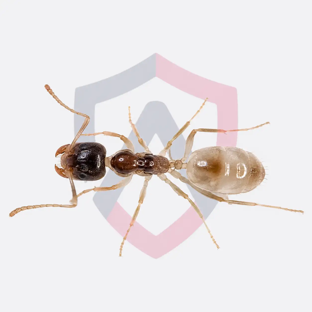 Ghost Ants