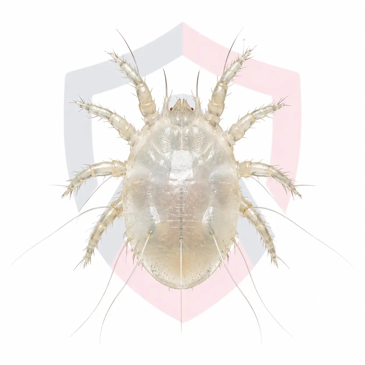 Grain Mites