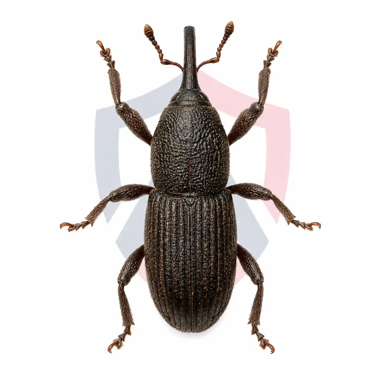 Granary Weevils