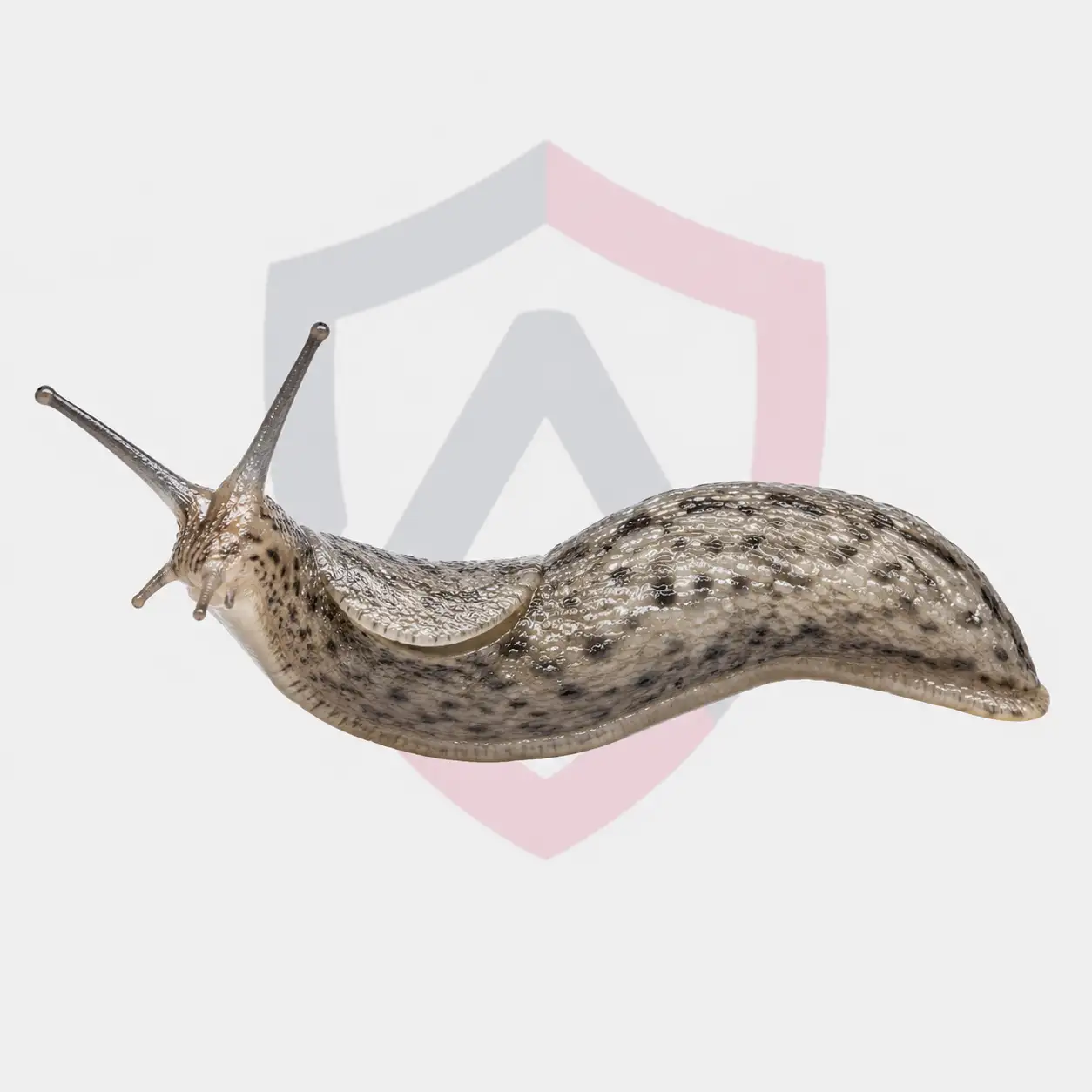 Gray Garden Slugs