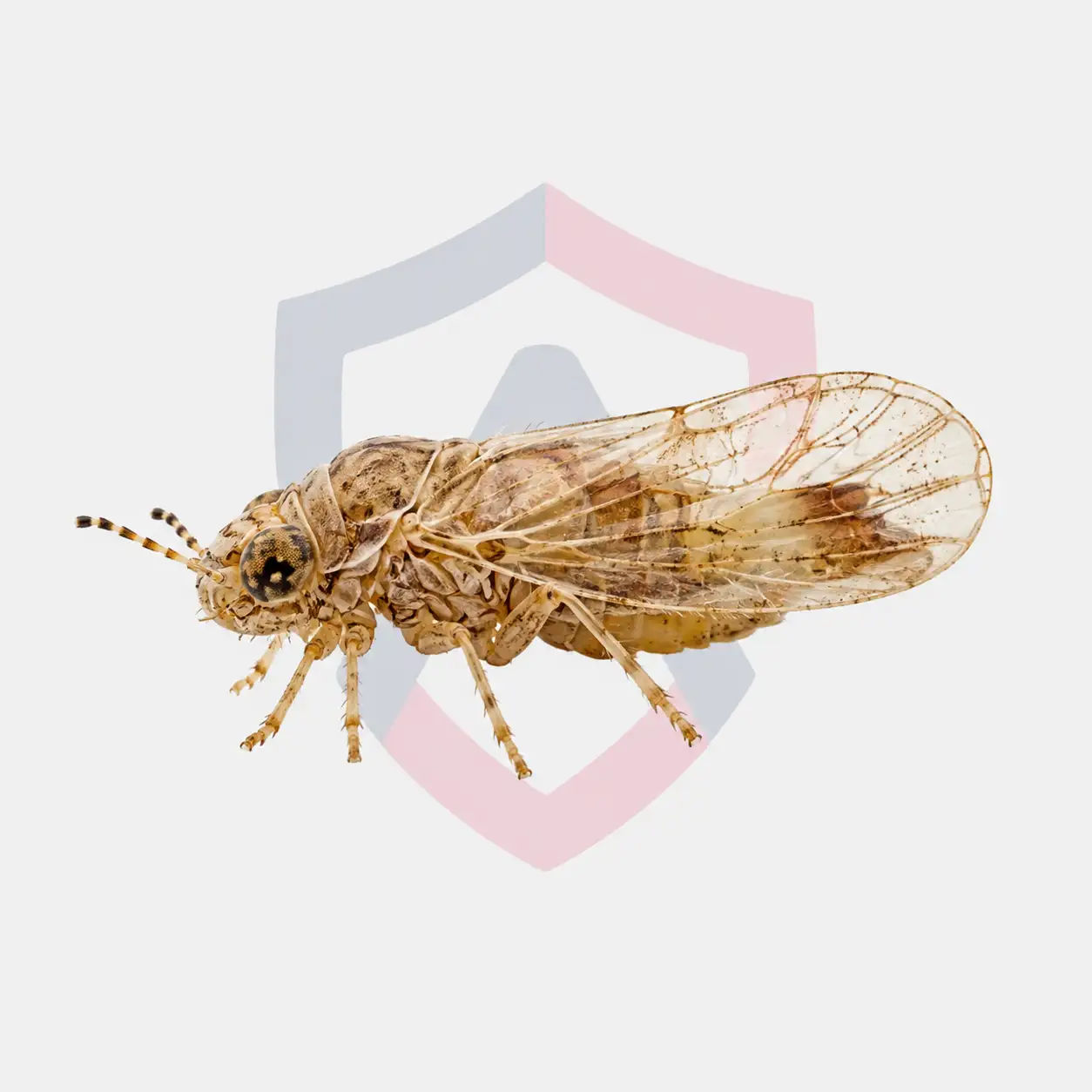 Hackberry Psyllids
