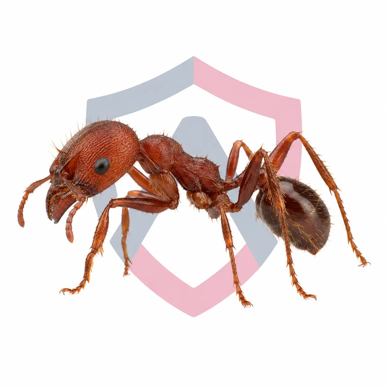 Harvester Ants