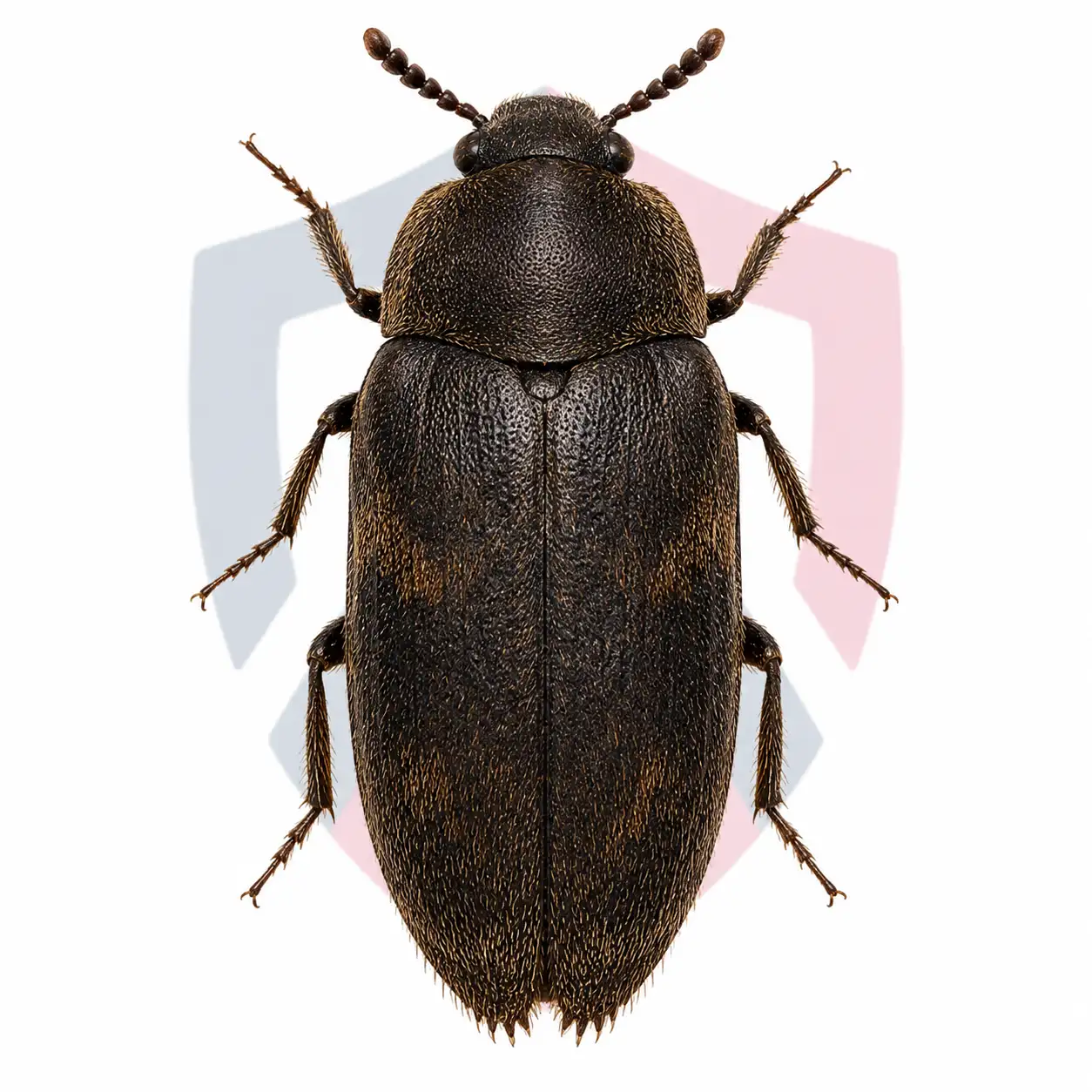Hide Beetles
