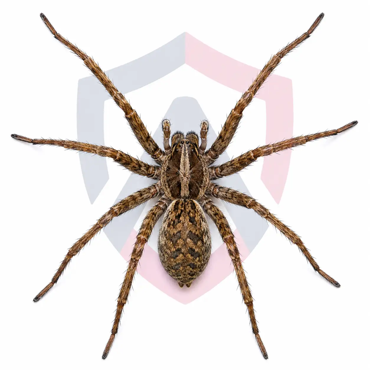 Hobo Spiders