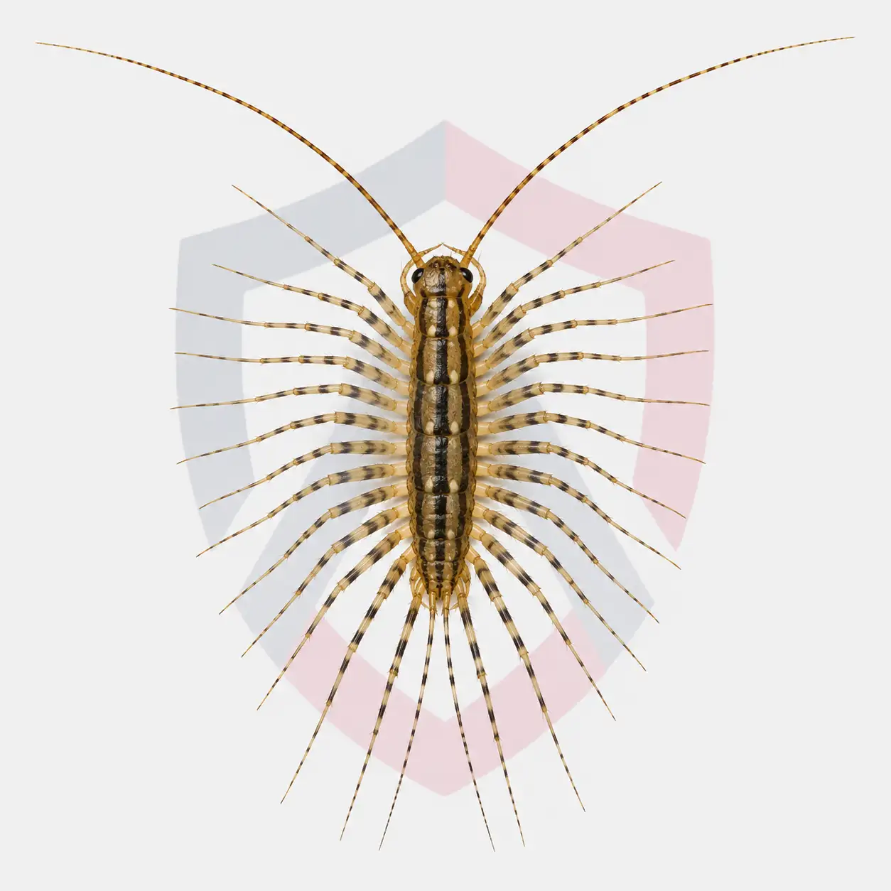 House Centipedes