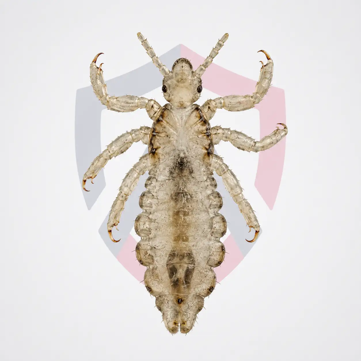 Human Lice