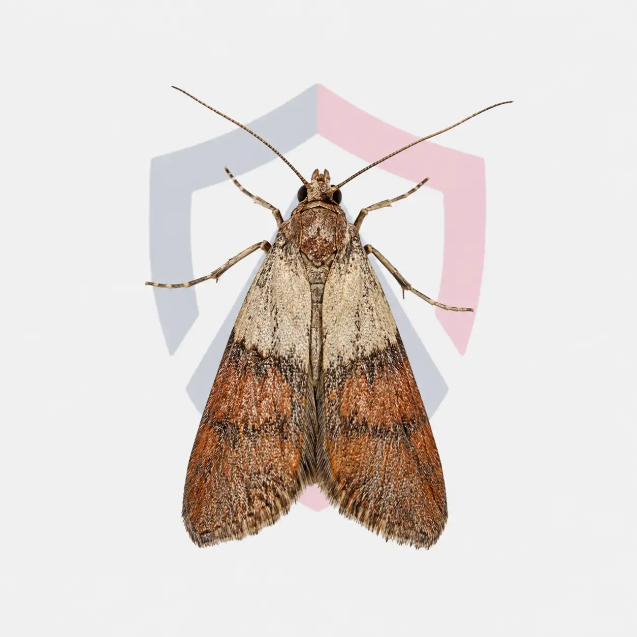 Indianmeal Moths