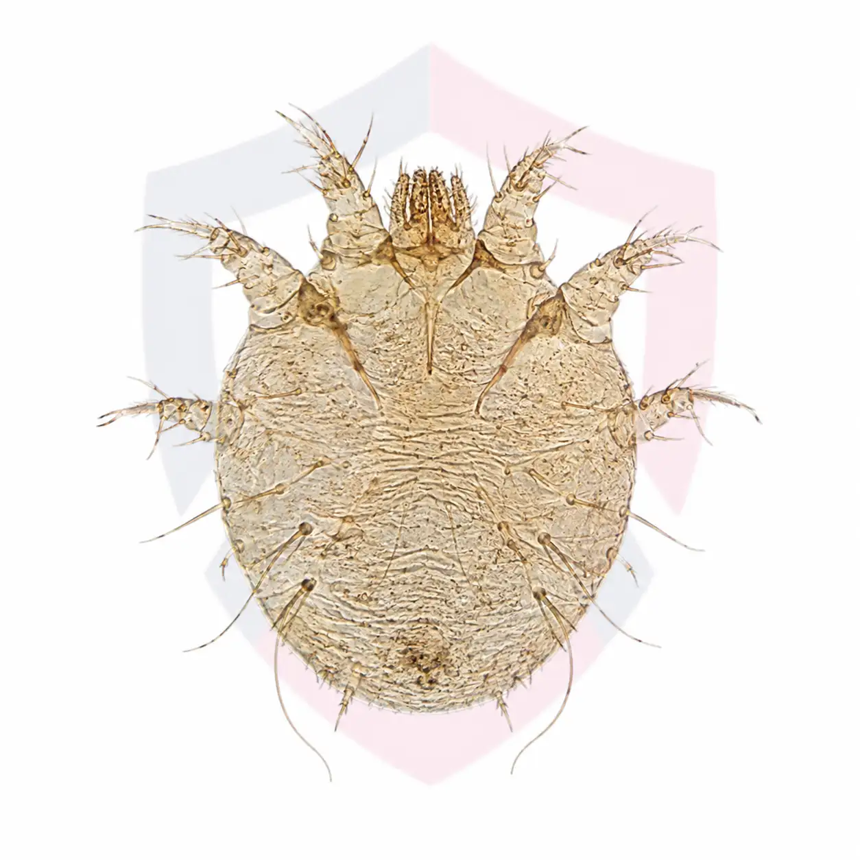 Itch Mites