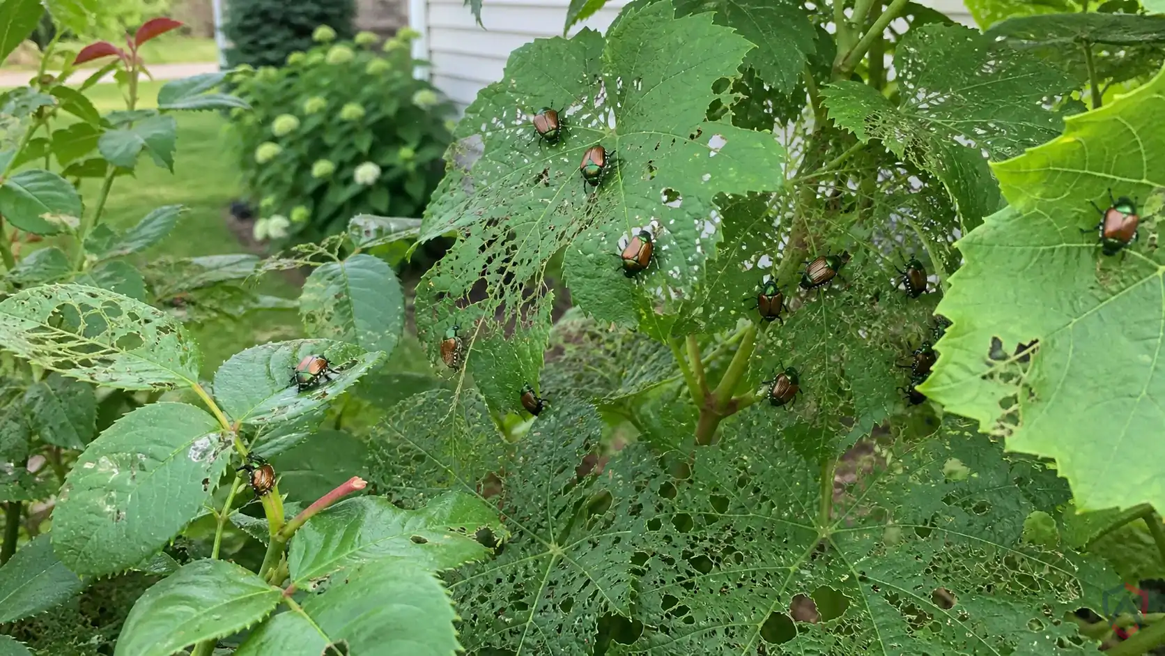 Japanese Beetles activity in roses, grapes, lindens, turf, garden beds, and ornamental plants in Minnesota