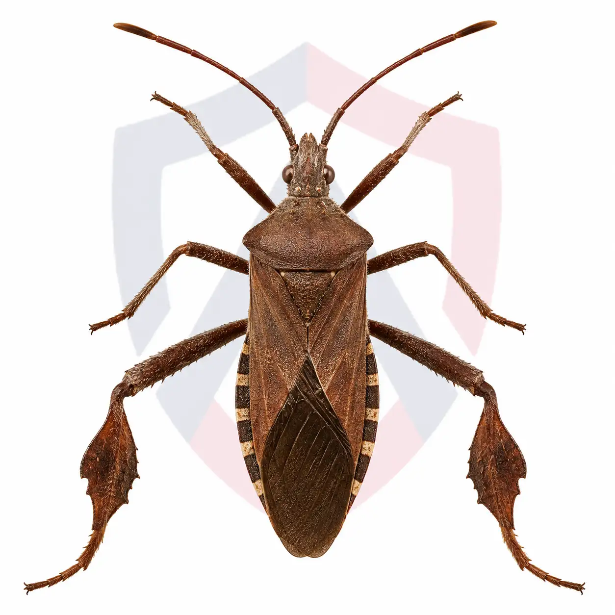 Leaf-Footed Bugs