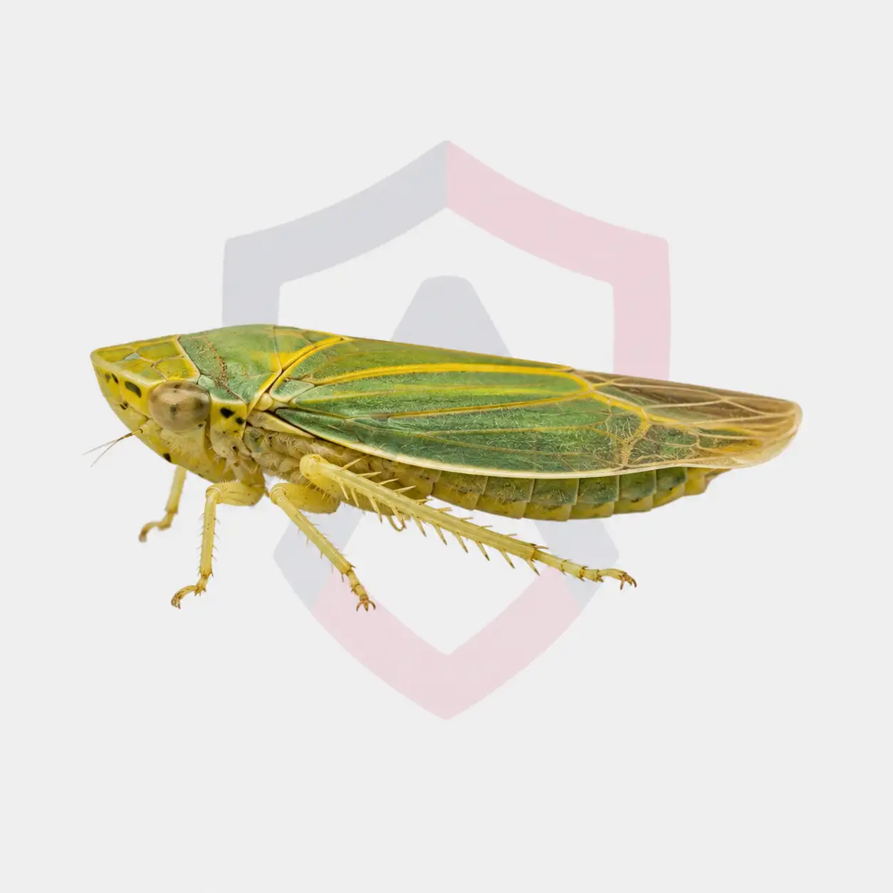 Leafhoppers