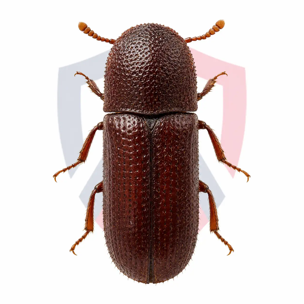 Lesser Grain Borers