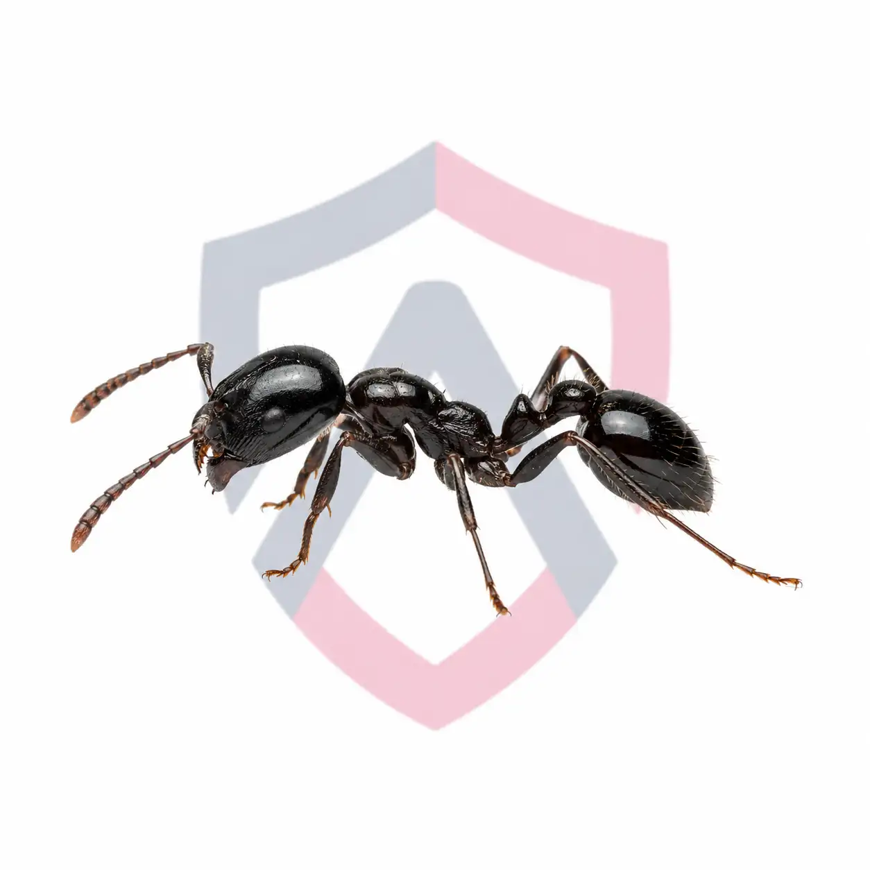 Little Black Ants