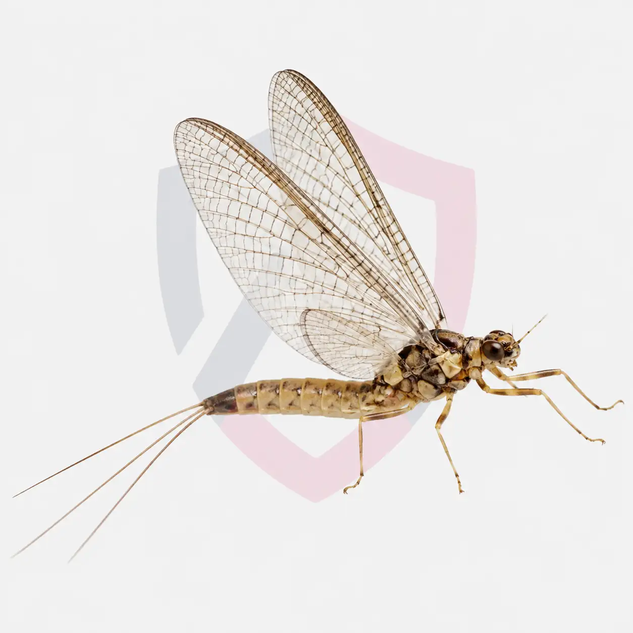 Mayflies