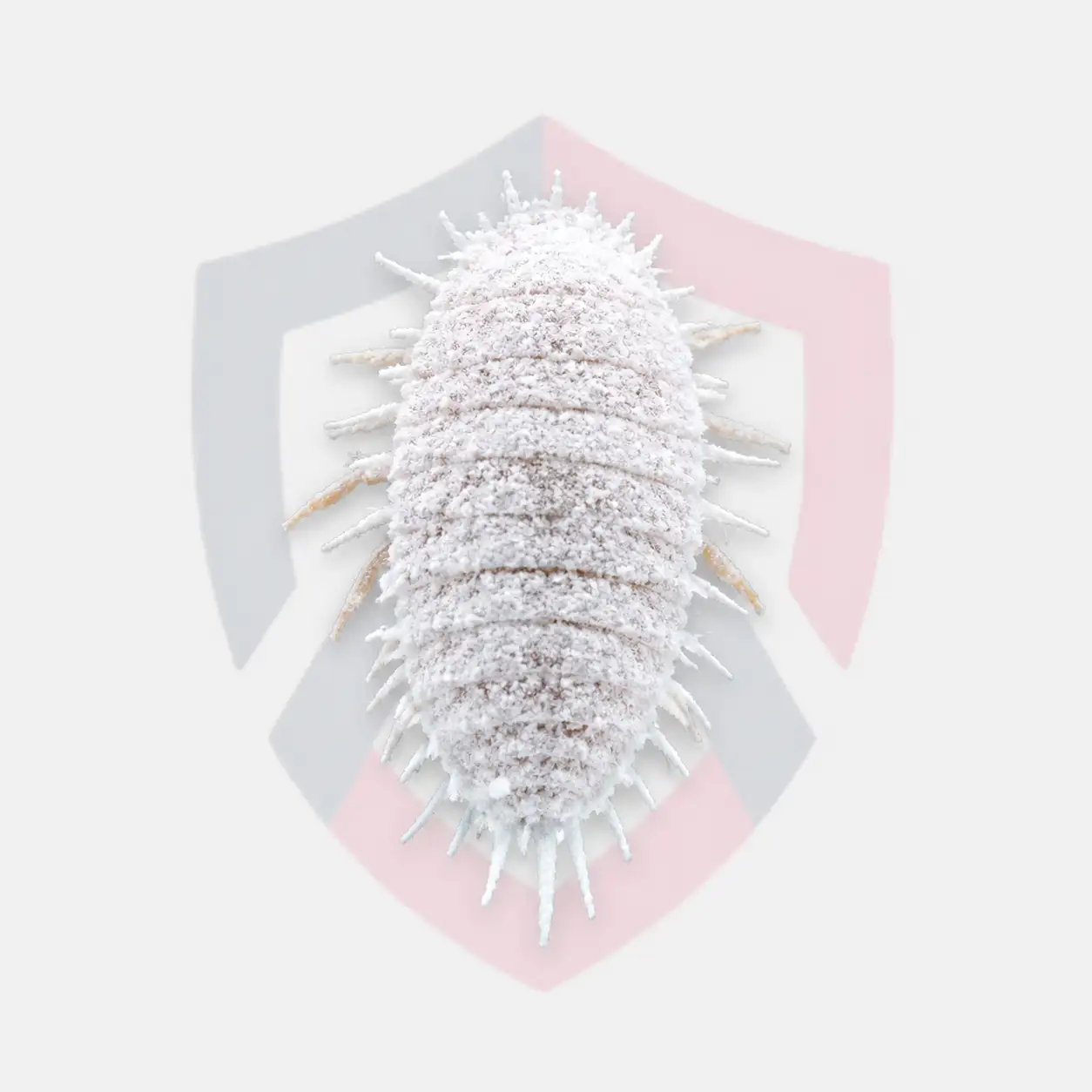 Mealybugs