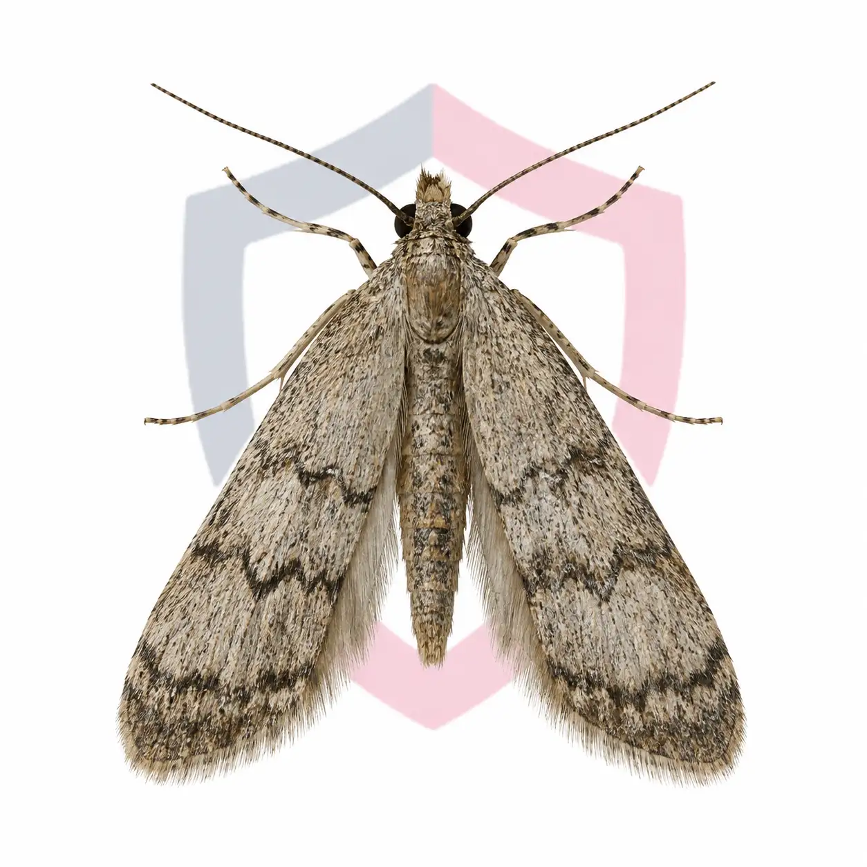 Mediterranean Flour Moths