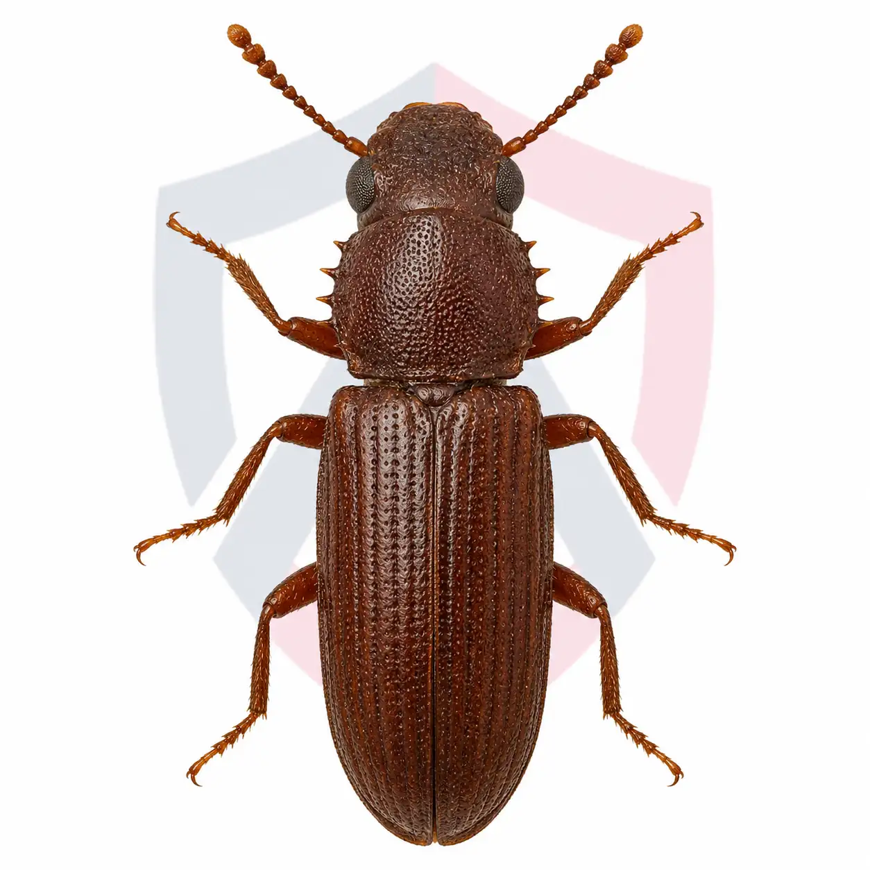 Merchant Grain Beetles