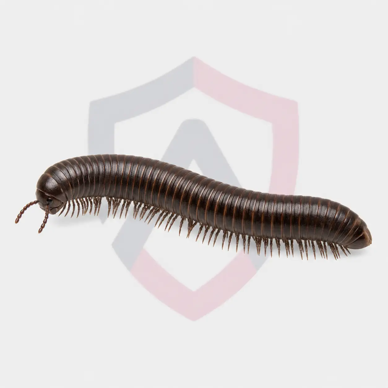 Millipedes