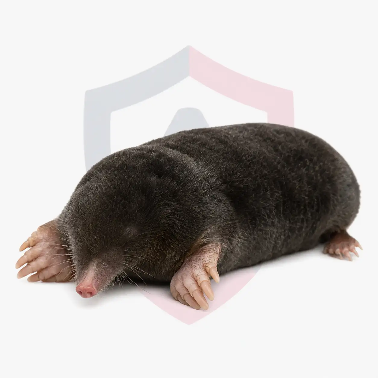 Moles