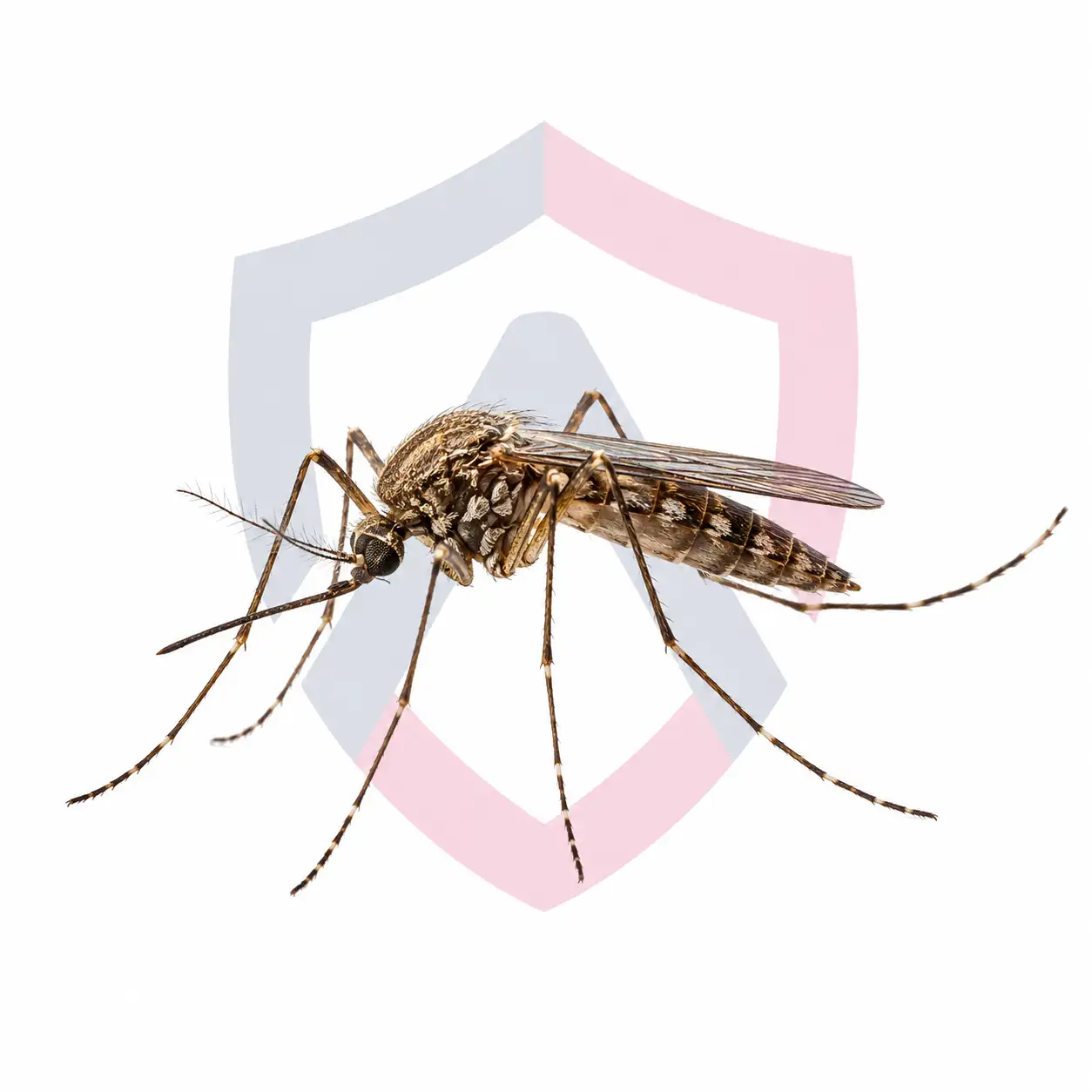 Mosquitoes