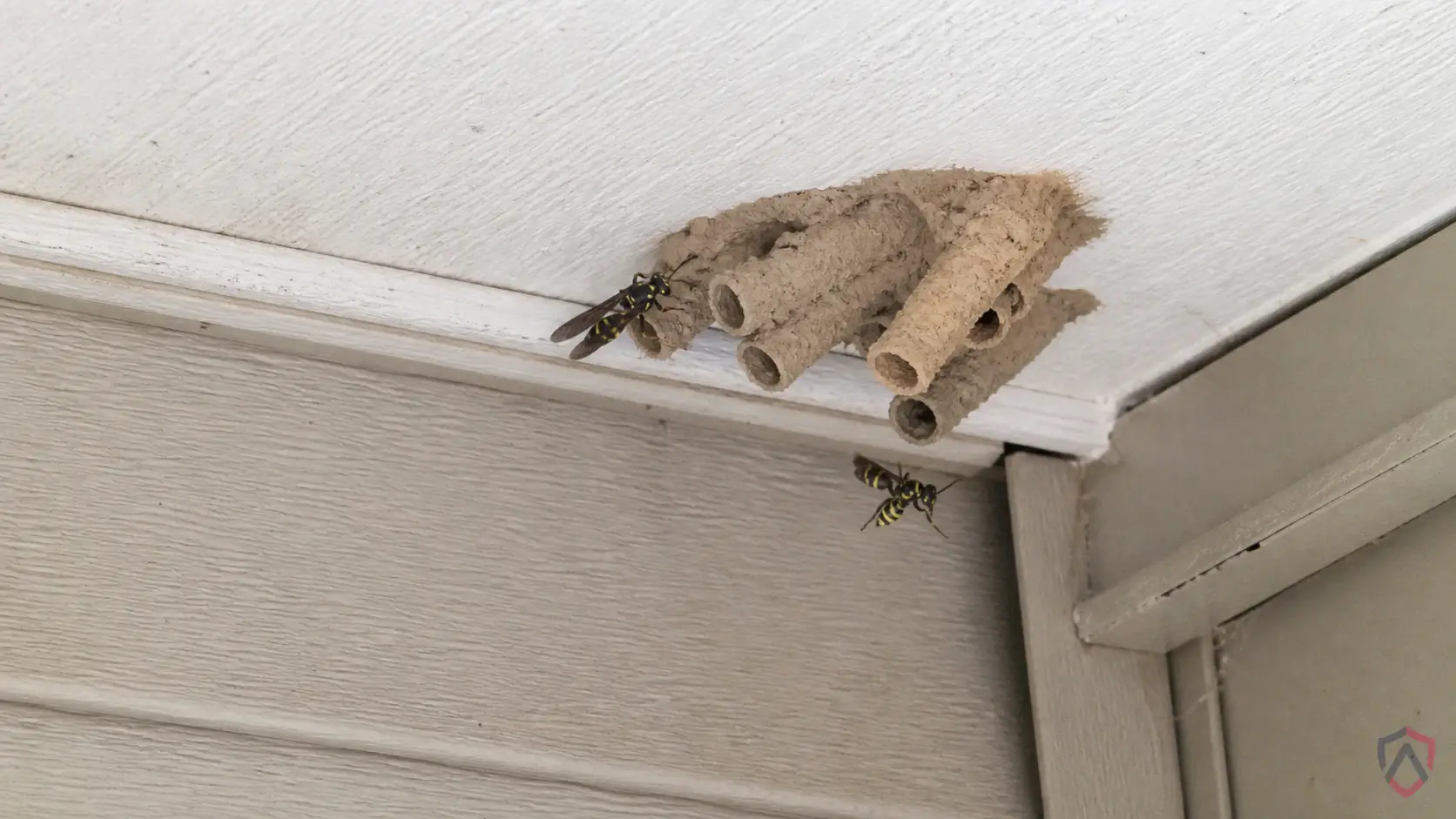 Mud Daubers activity in porches, garages, sheds, eaves, and mud nest sites in Minnesota