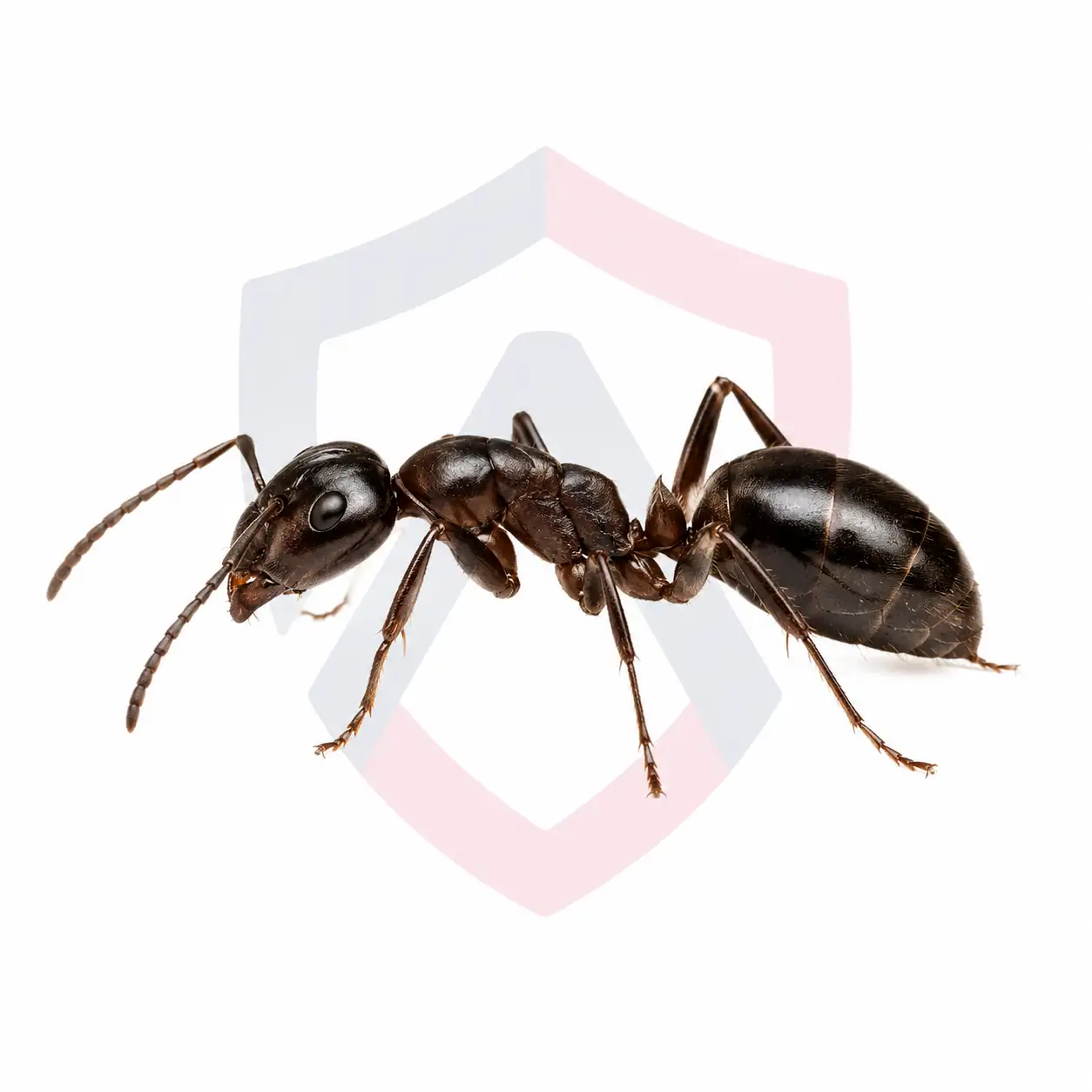 Odorous House Ants