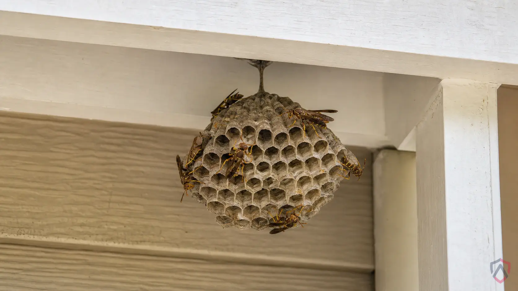 Paper Wasps activity in eaves, soffits, decks, wall voids, shrubs, ground holes, play areas, and trash or food… in Minnesota