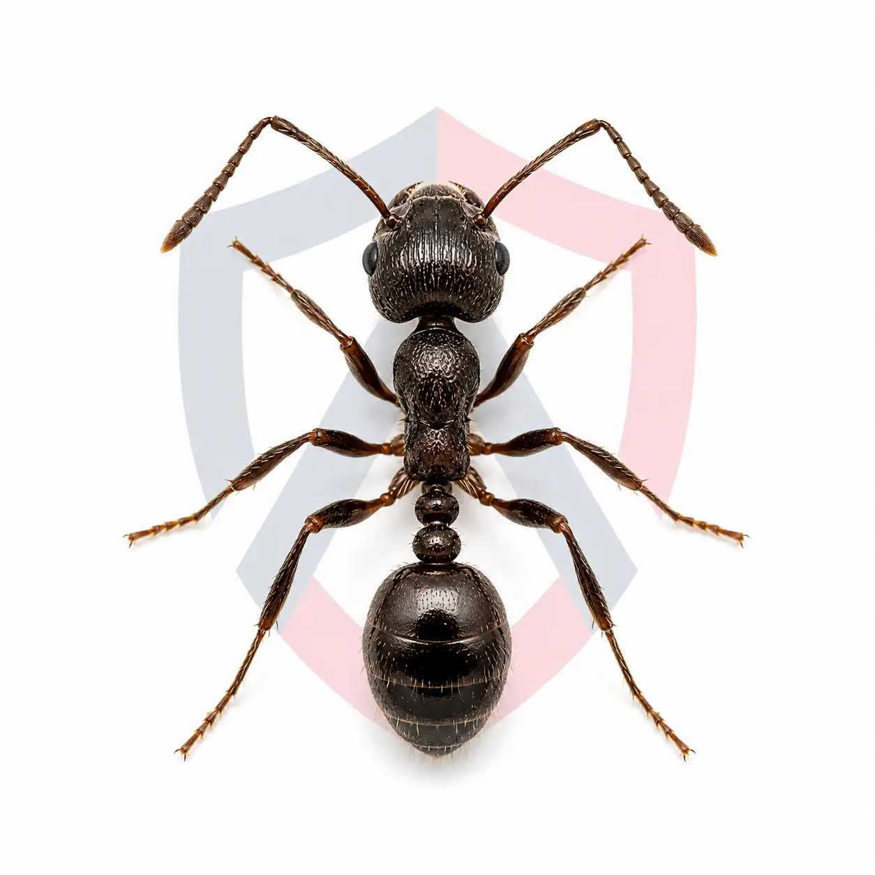 Pavement Ants