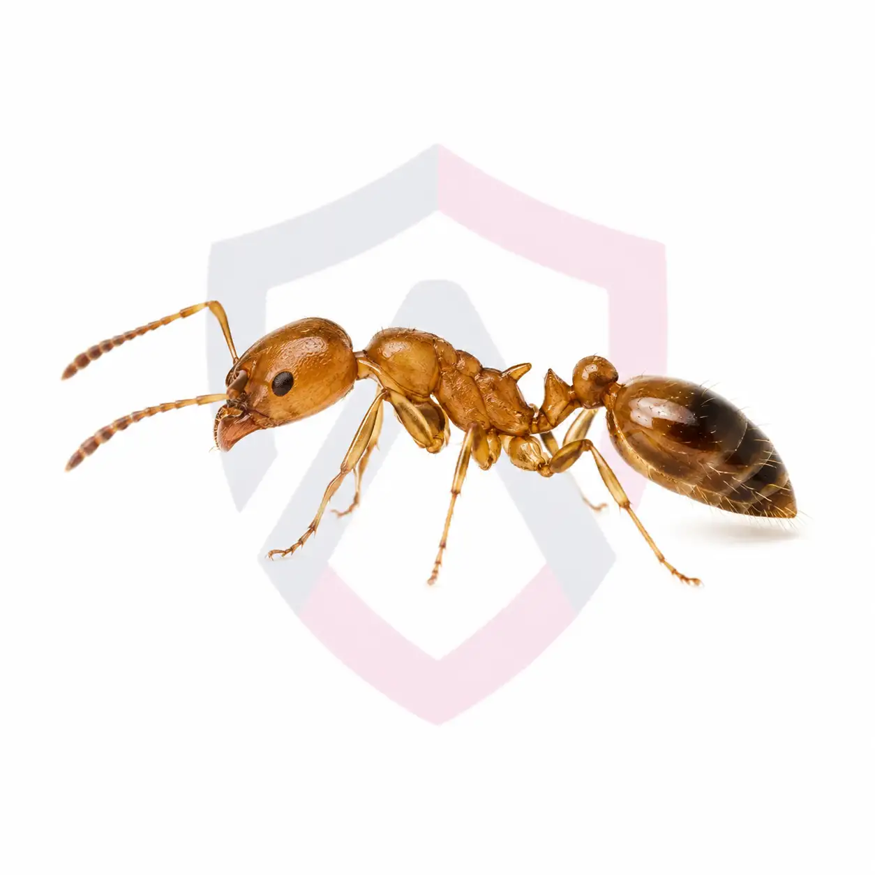 Pharaoh Ants