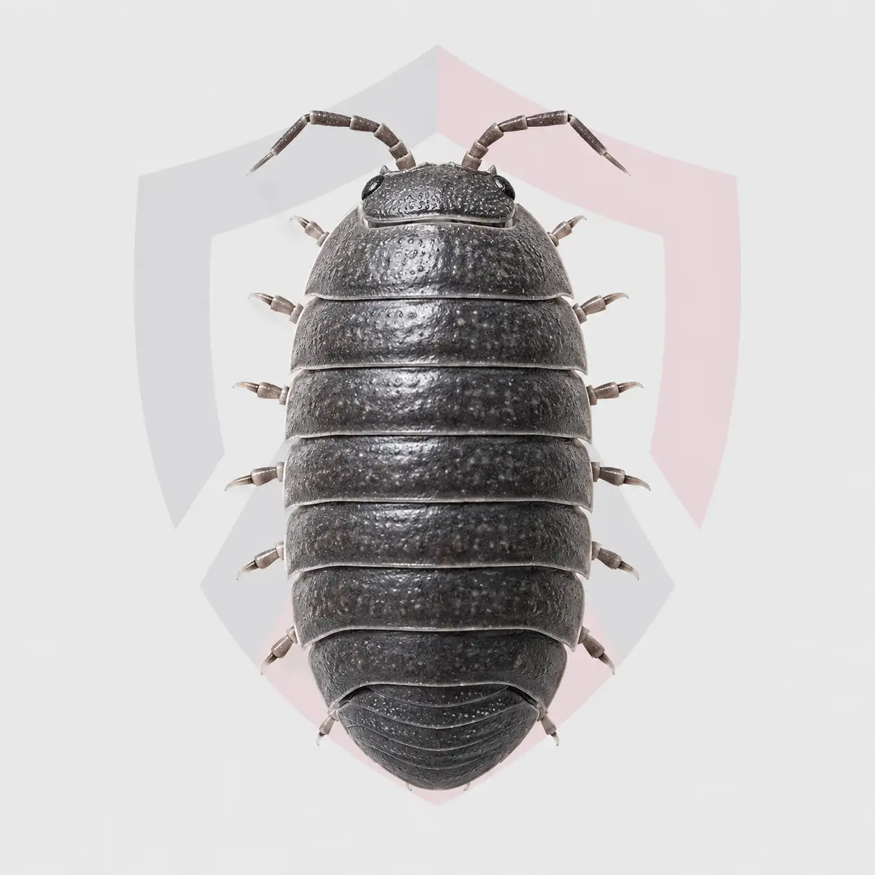 Pillbugs